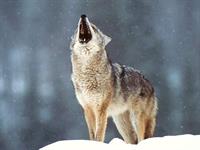 gray wolf
